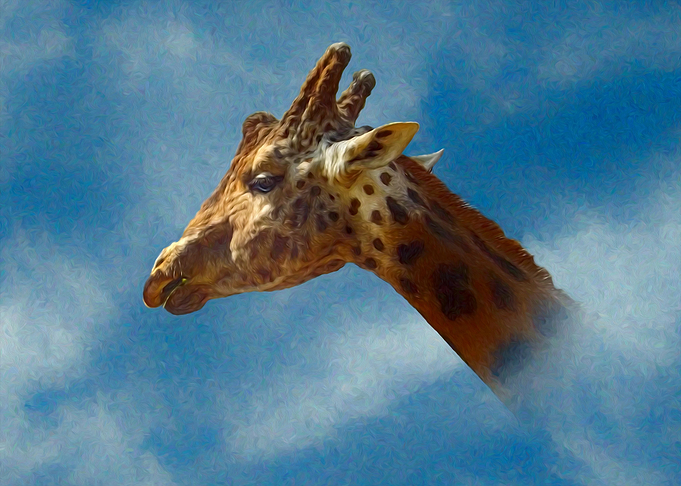 Giraffe portrait