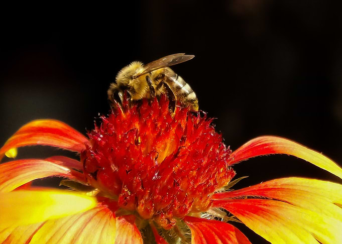 Bee on a flower