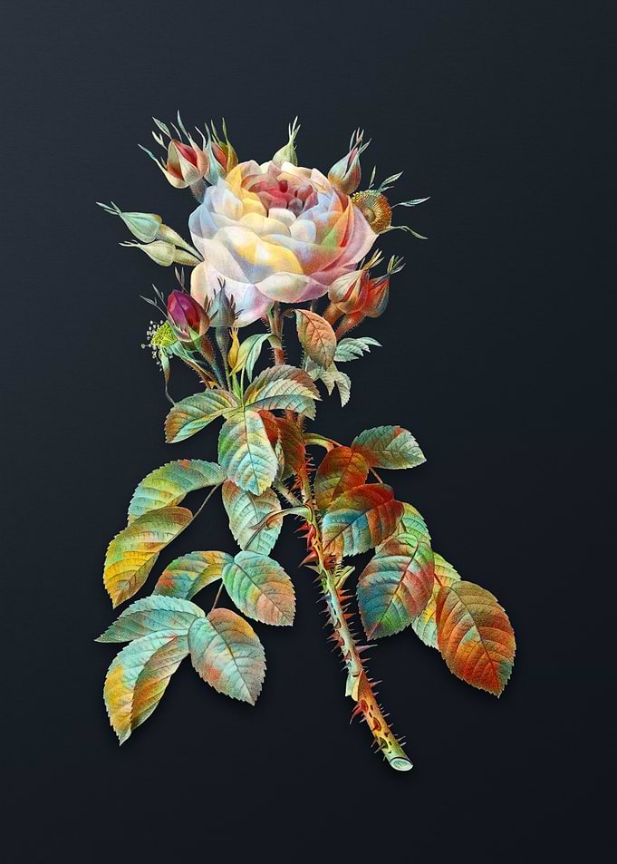 Lelieurs Four Seasons Rose