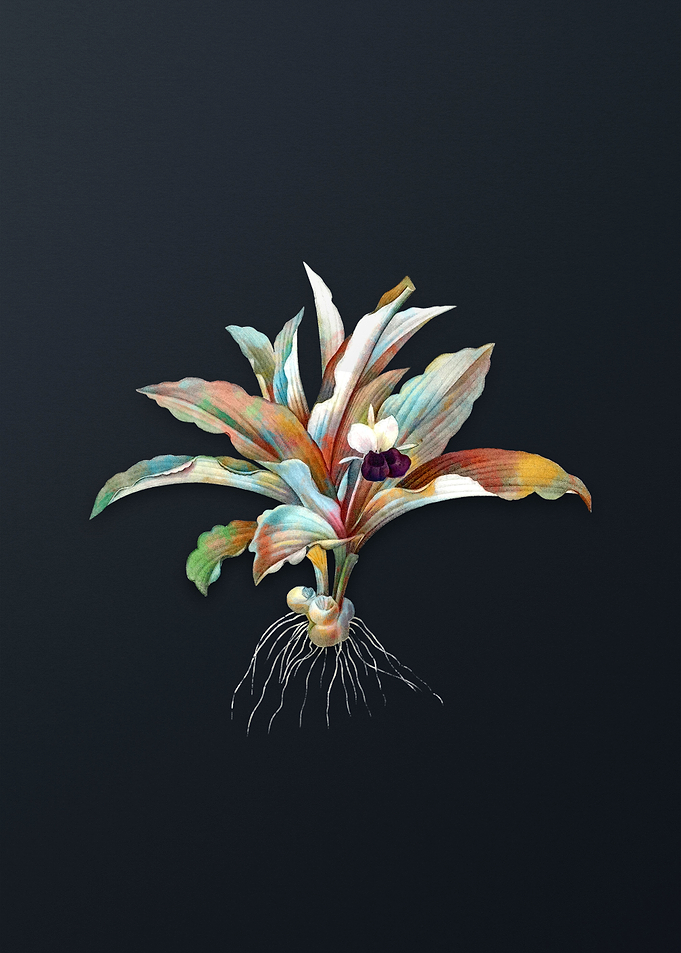 Kaempferia Angustifolia