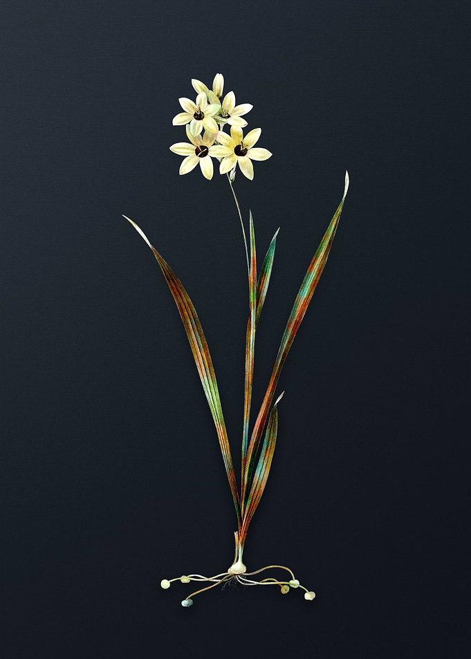 Vintage Ixia Fusco Citrina