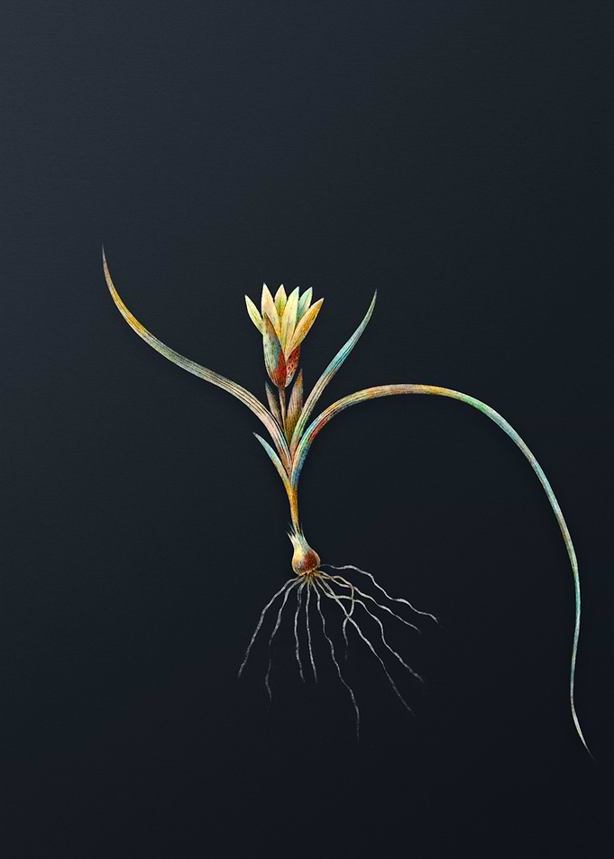 Vintage Ixia Recurva