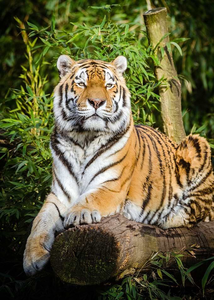 Tiger in the Forest