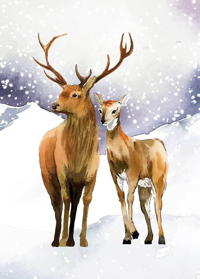 Deer Animals at Snow