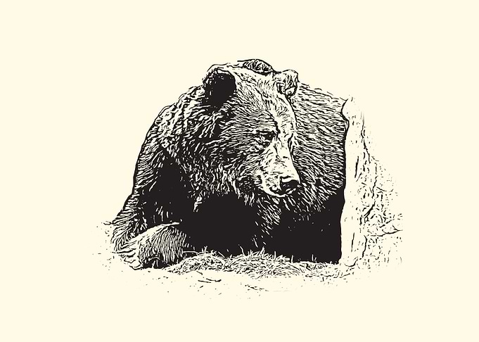 Brown bear