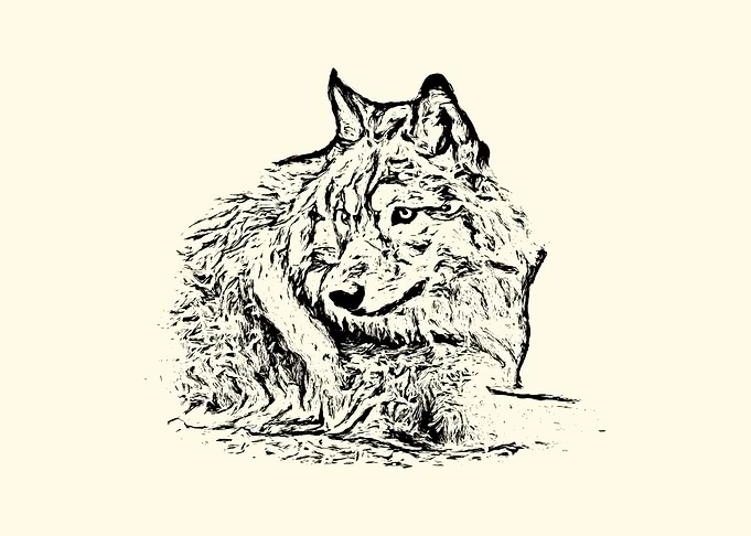 Grey wolf