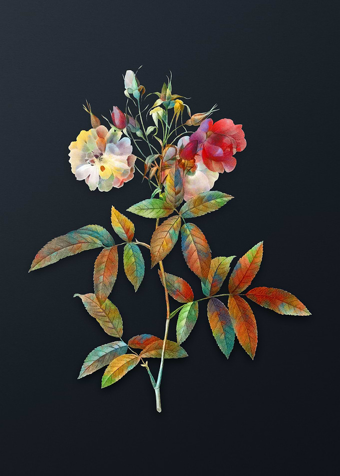 Vintage Hudson Rose Flower