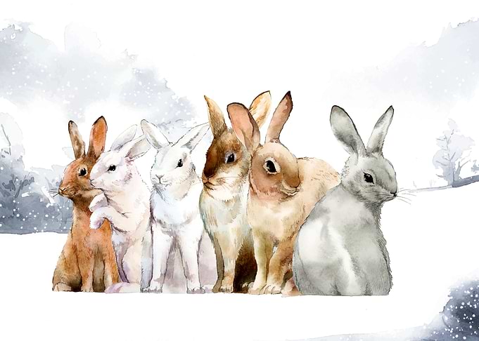 Rabbits in winter snow