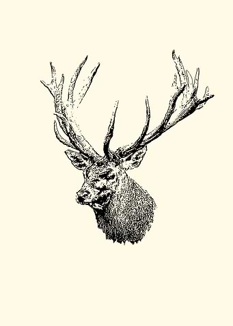 Red deer portrait