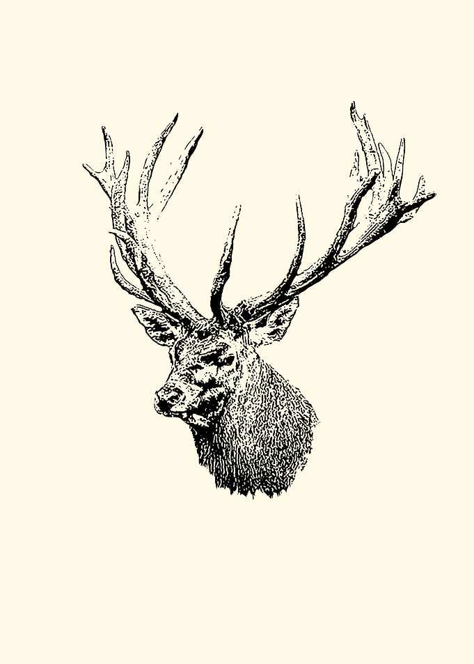 Red deer portrait