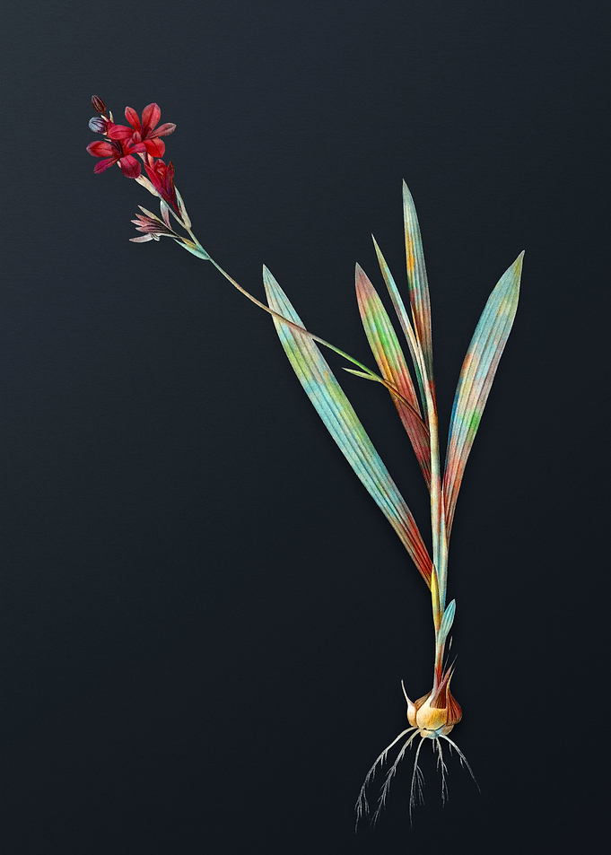 Gladiolus Mucronatus