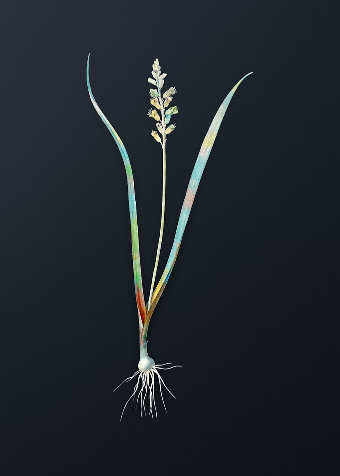 Vintage Lachenalia Pallida