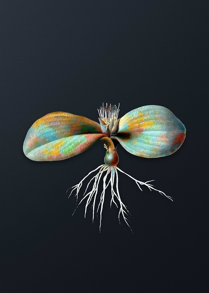 Vintage Massonia Pustulata