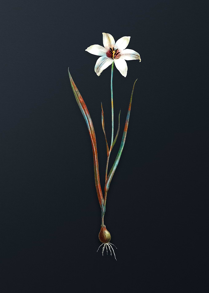 Vintage Lady Tulip Flower
