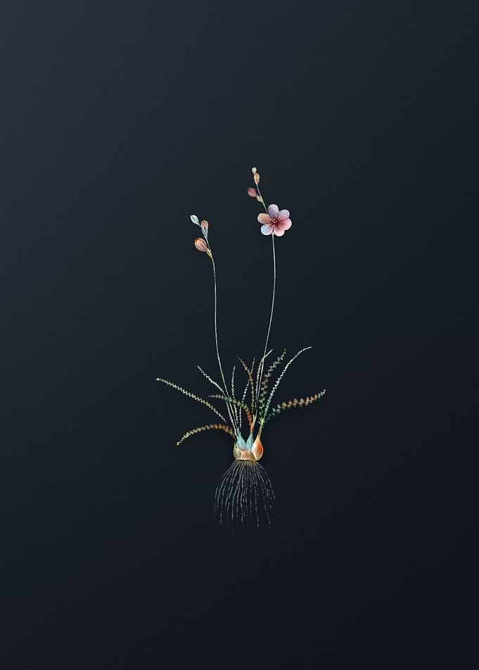 Vintage Ixia Crispa Flower