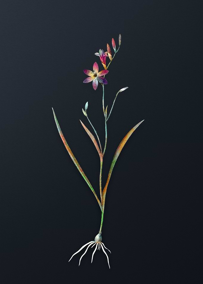 Vintage Ixia Secunda