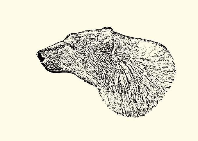 Polar bear portrait