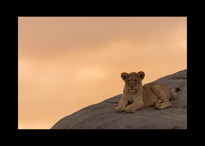 Lion