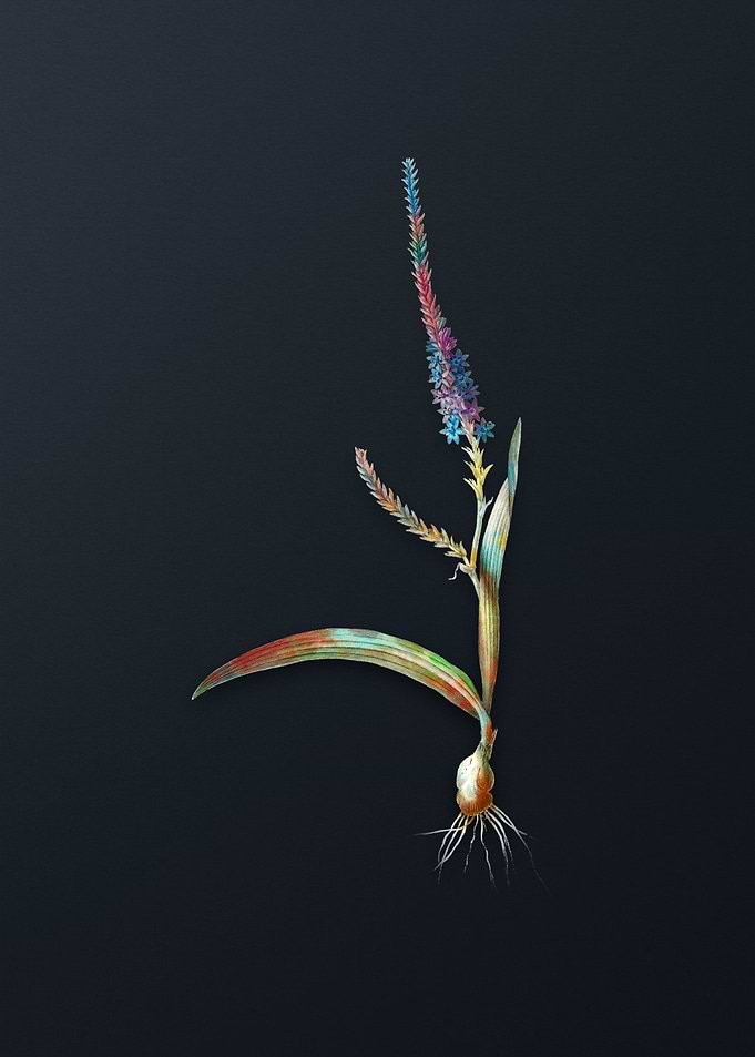 Vintage Ixia Plantaginea