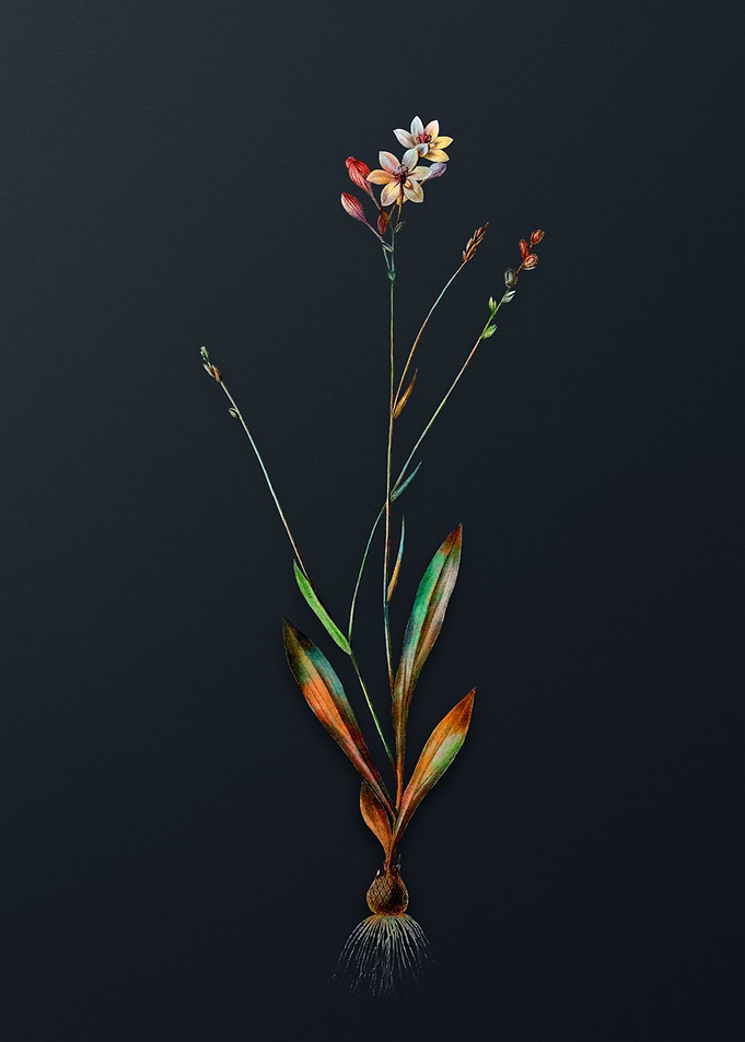 Vintage Gladiolus Junceus