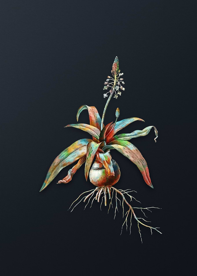 Lachenalia Lanceaefolia