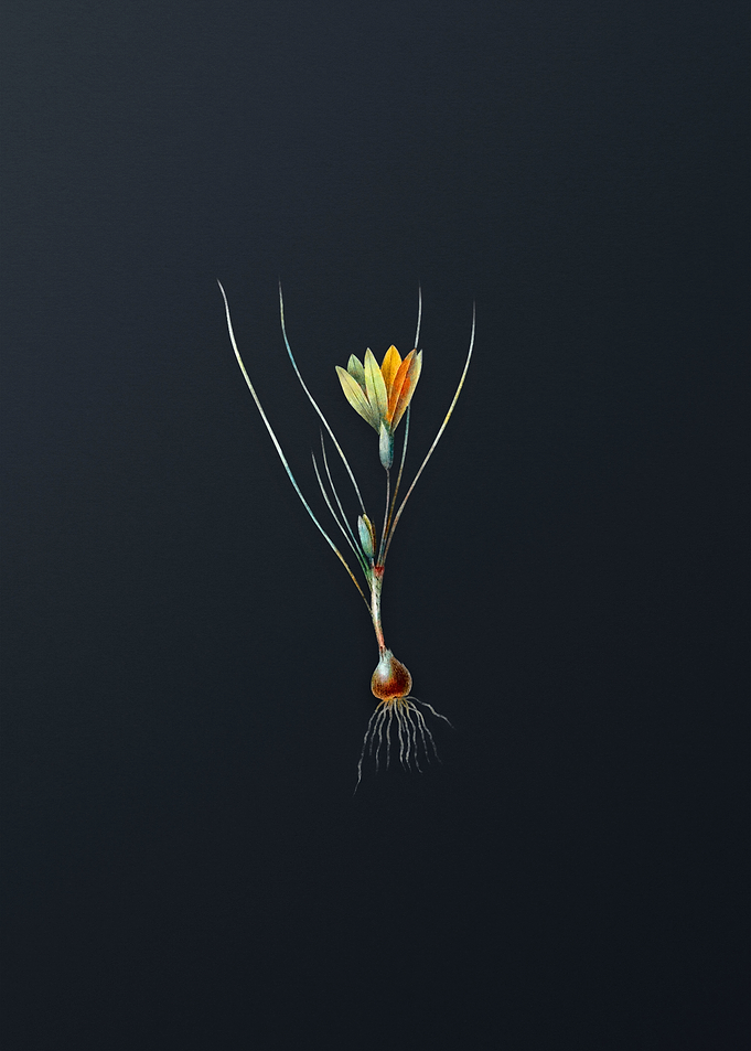 Vintage Ixia Filifolia