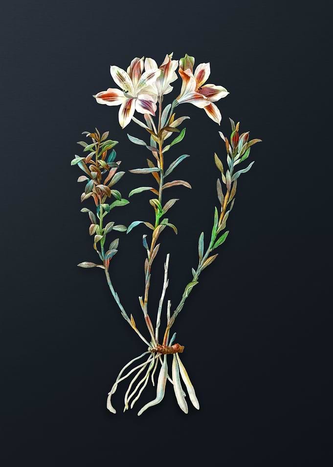 Vintage Lily of the Incas