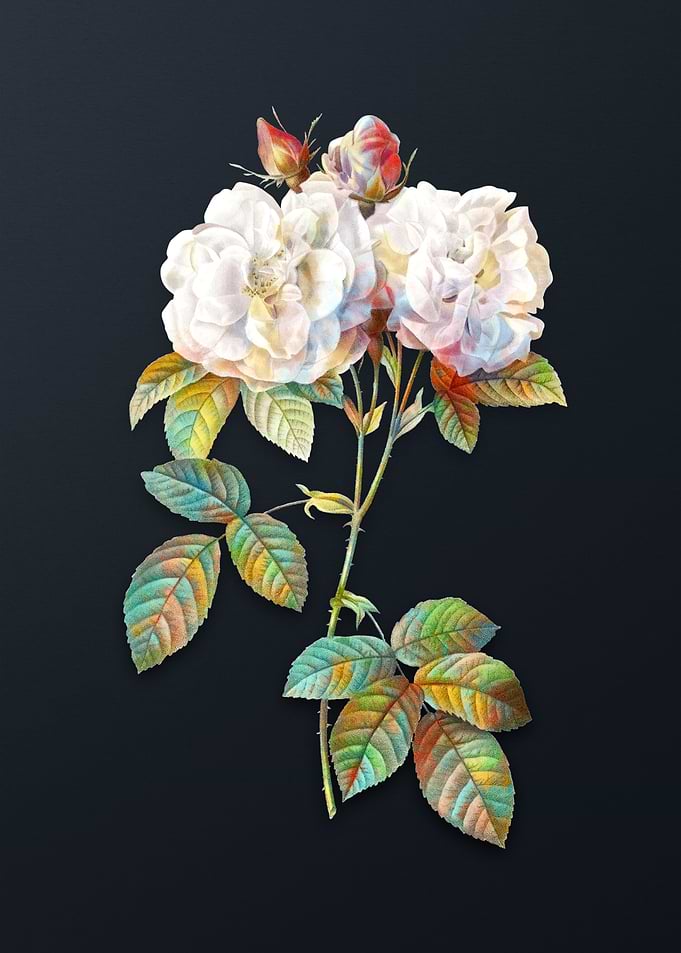 Italian Damask Rose Flower