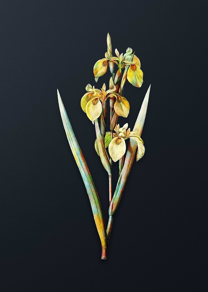 Vintage Irises Flower