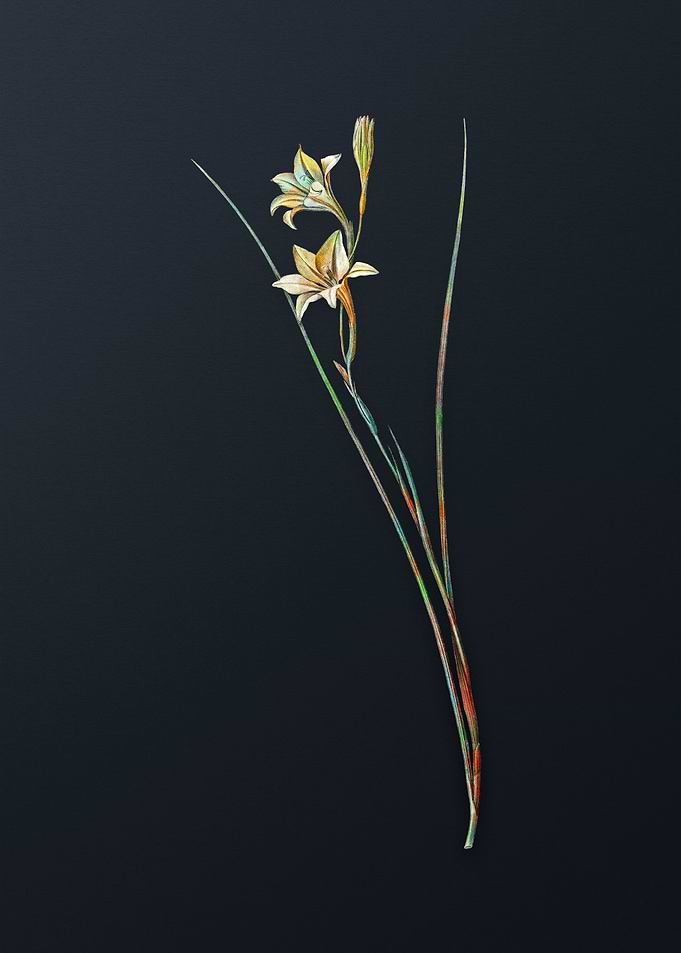Vintage Gladiolus Flower