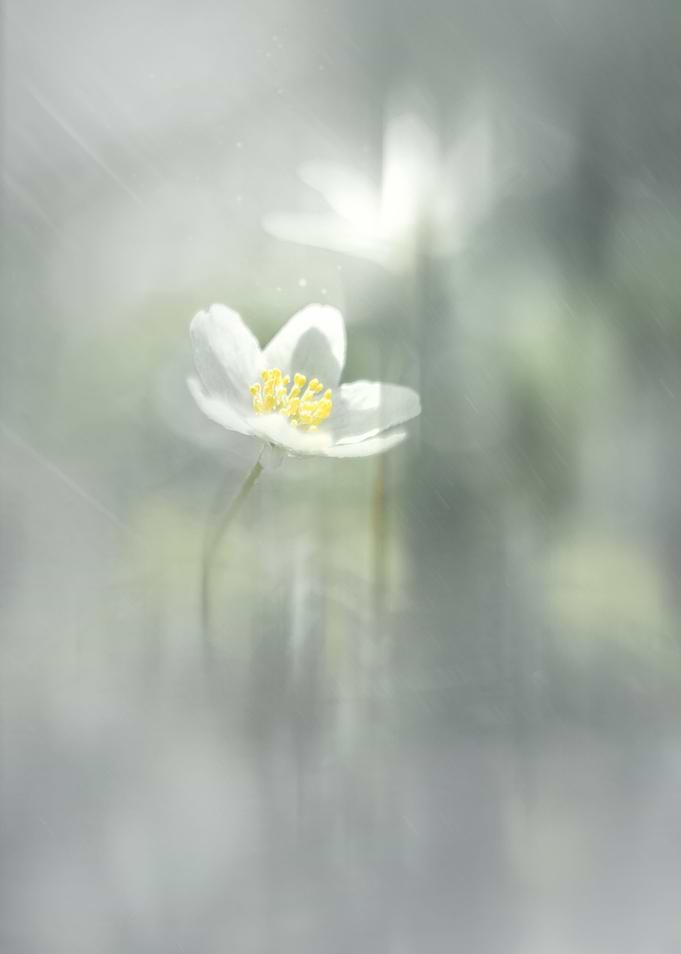 White forest anemone