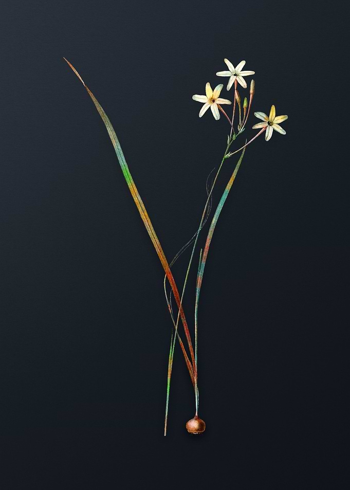 Vintage Ixia Longiflora
