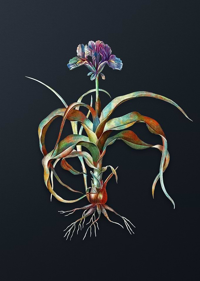 Vintage Iris Scorpiodes