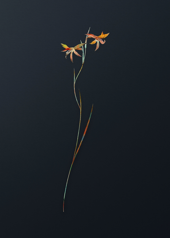 Gladiolus Watsonius Flower