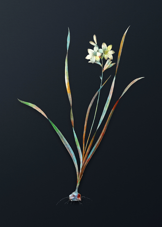 Vintage Gladiolus Lineatus