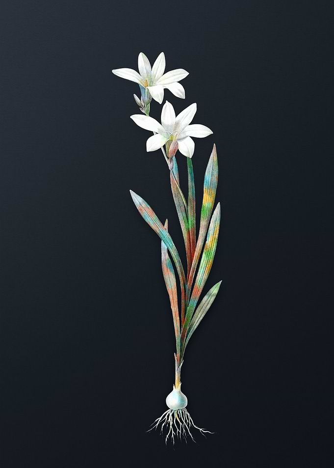 Vintage Ixia Liliago