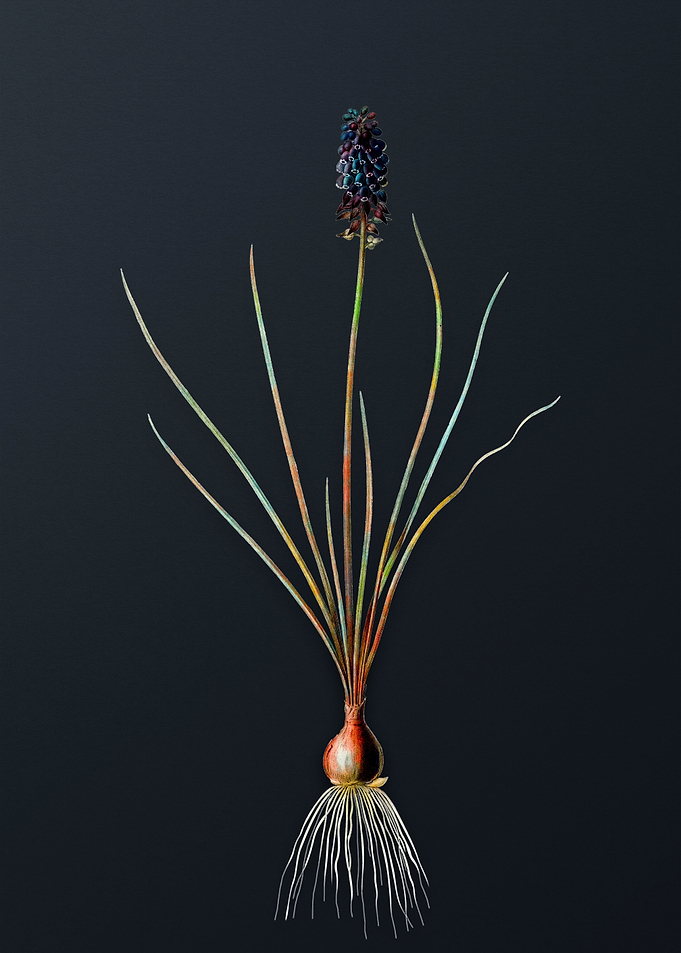 Vintage Grape Hyacinth