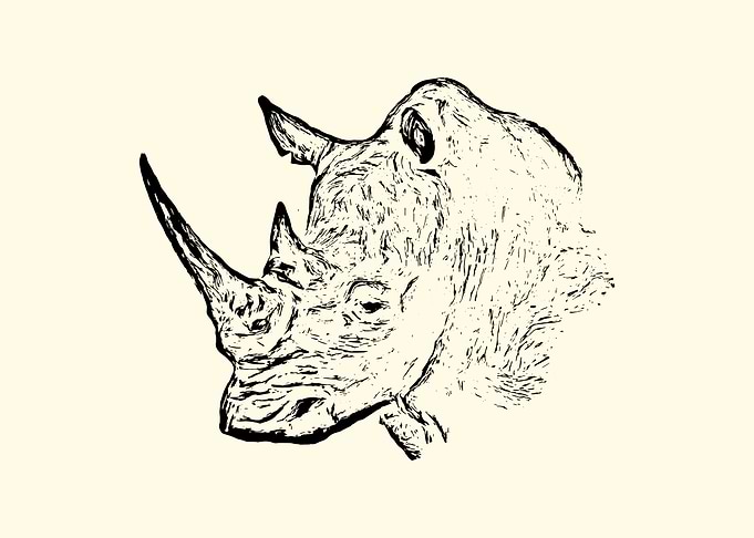 Rhinoceros portrait