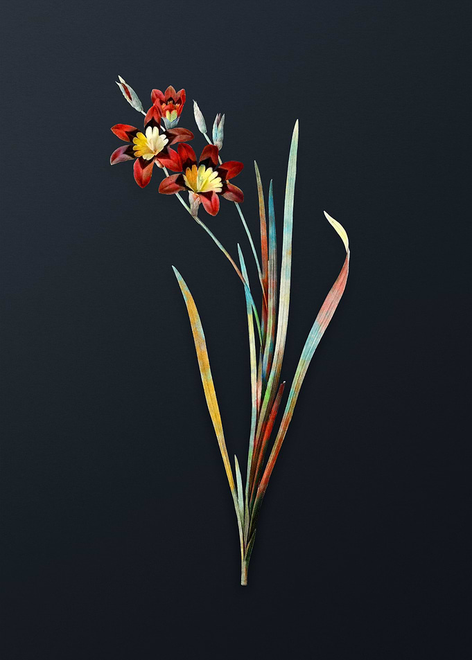Vintage Ixia Tricolor