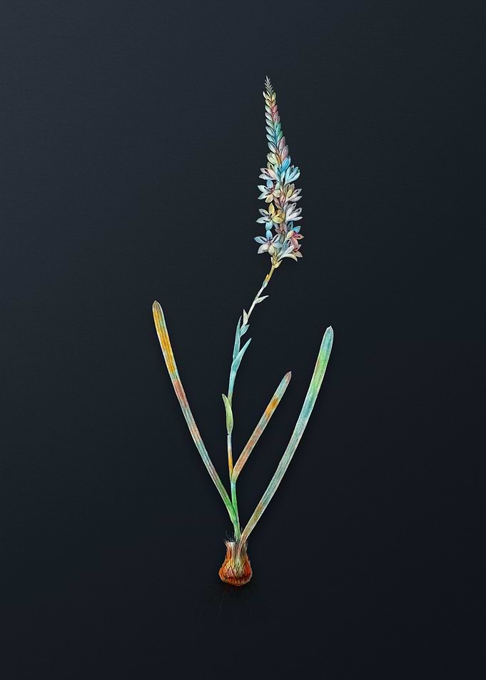 Vintage Ixia Cepacea