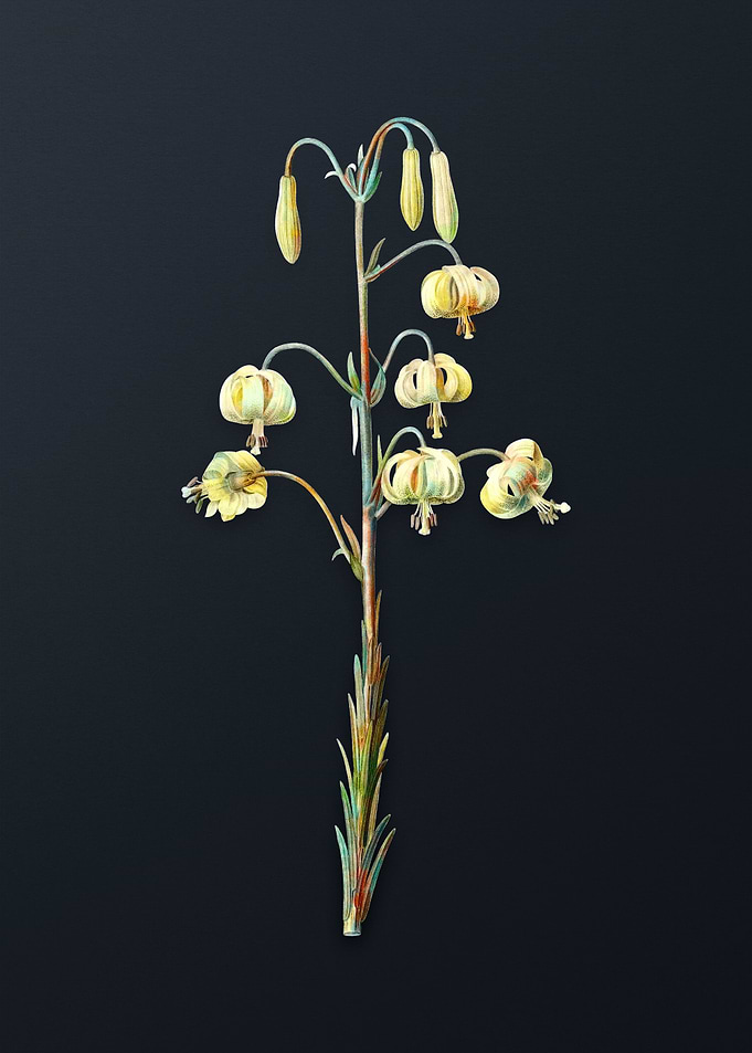 Vintage Lilium Pyrenaicum