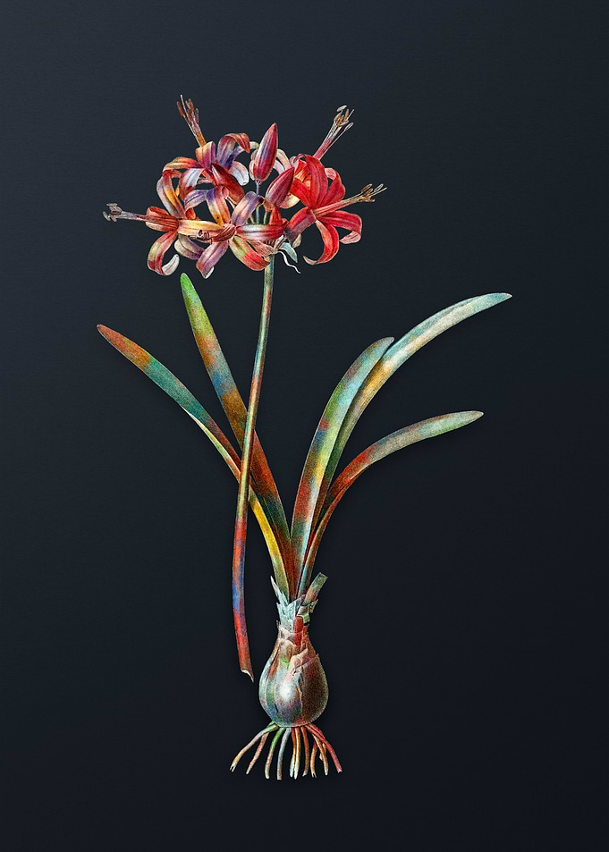 Vintage Guernsey Lily