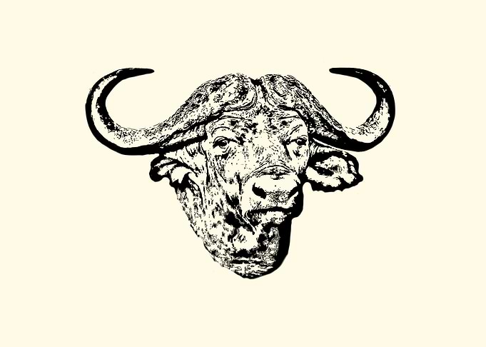African buffalo