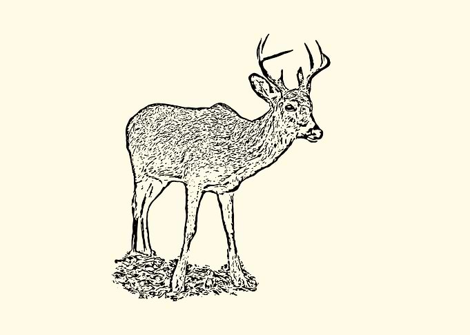 Deer