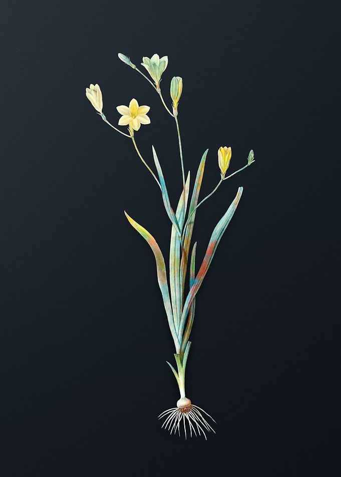 Vintage Ixia Bulbifera