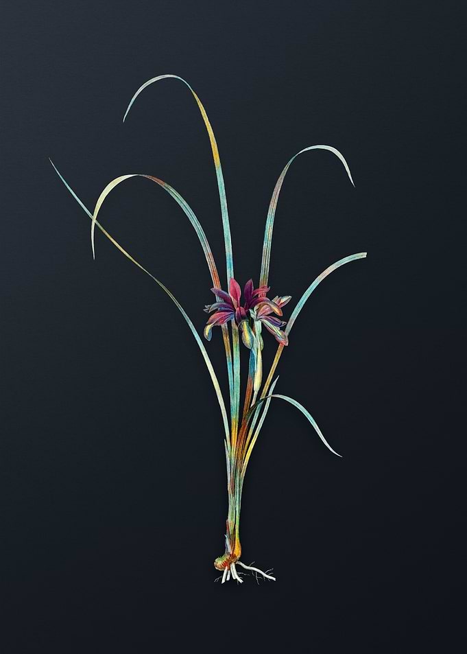 Vintage Grass Leaved Iris