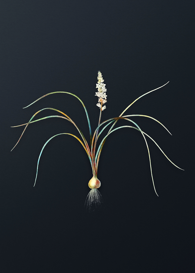 Lachenalia Angustifolia