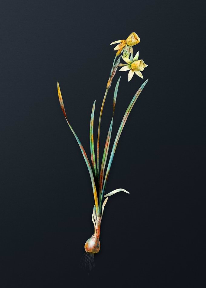Narcissus Calathinus