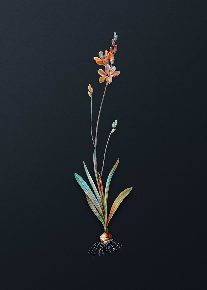 Mossel Bay Tritonia Flower