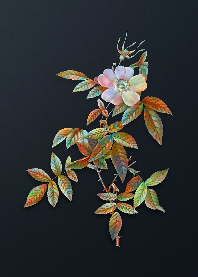 Pink Boursault Rose Flower